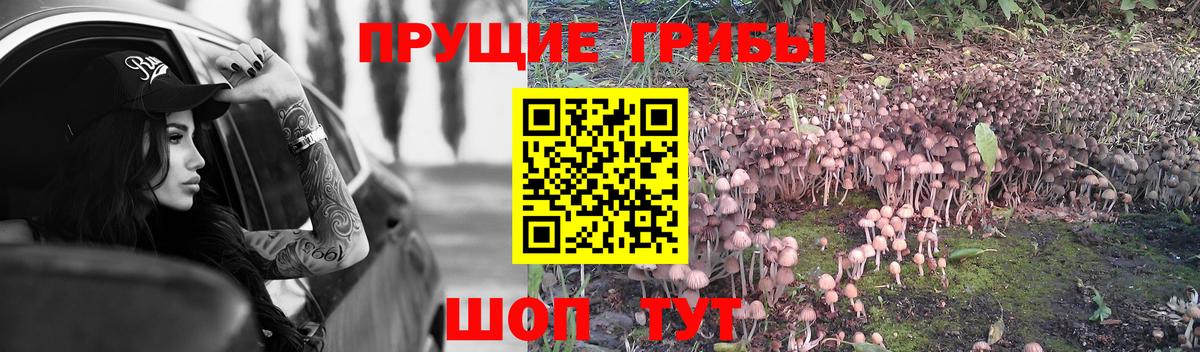Псилоцибиновые грибы прущие грибы Кстово