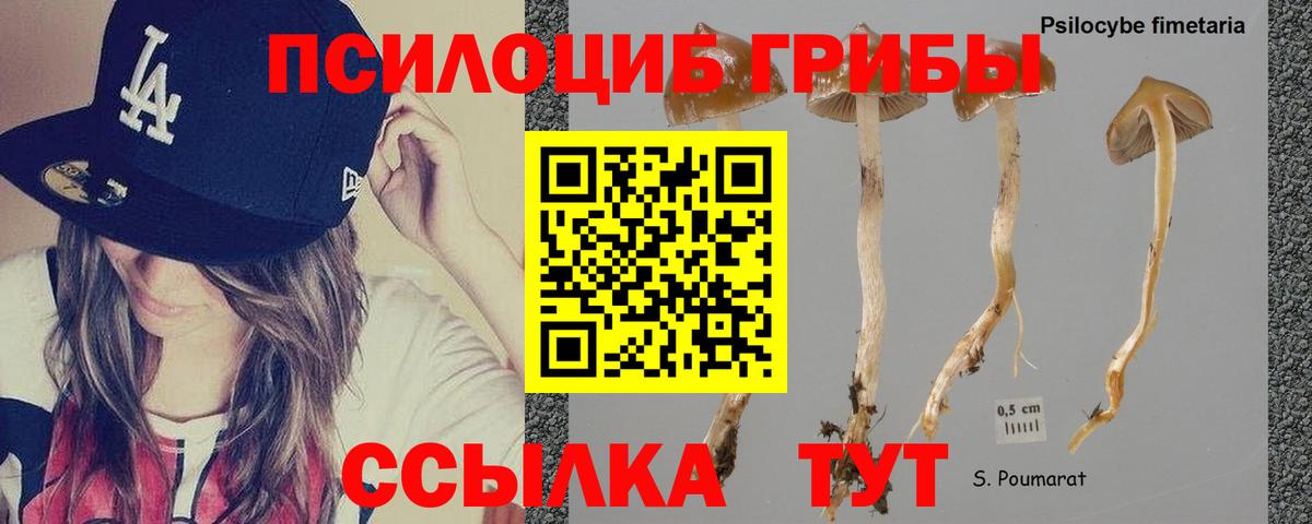 Кстово  Галлюциногенные грибы MAGIC MUSHROOMS  Псилоцибиновые грибы Psilocybe  Вход с VPN 